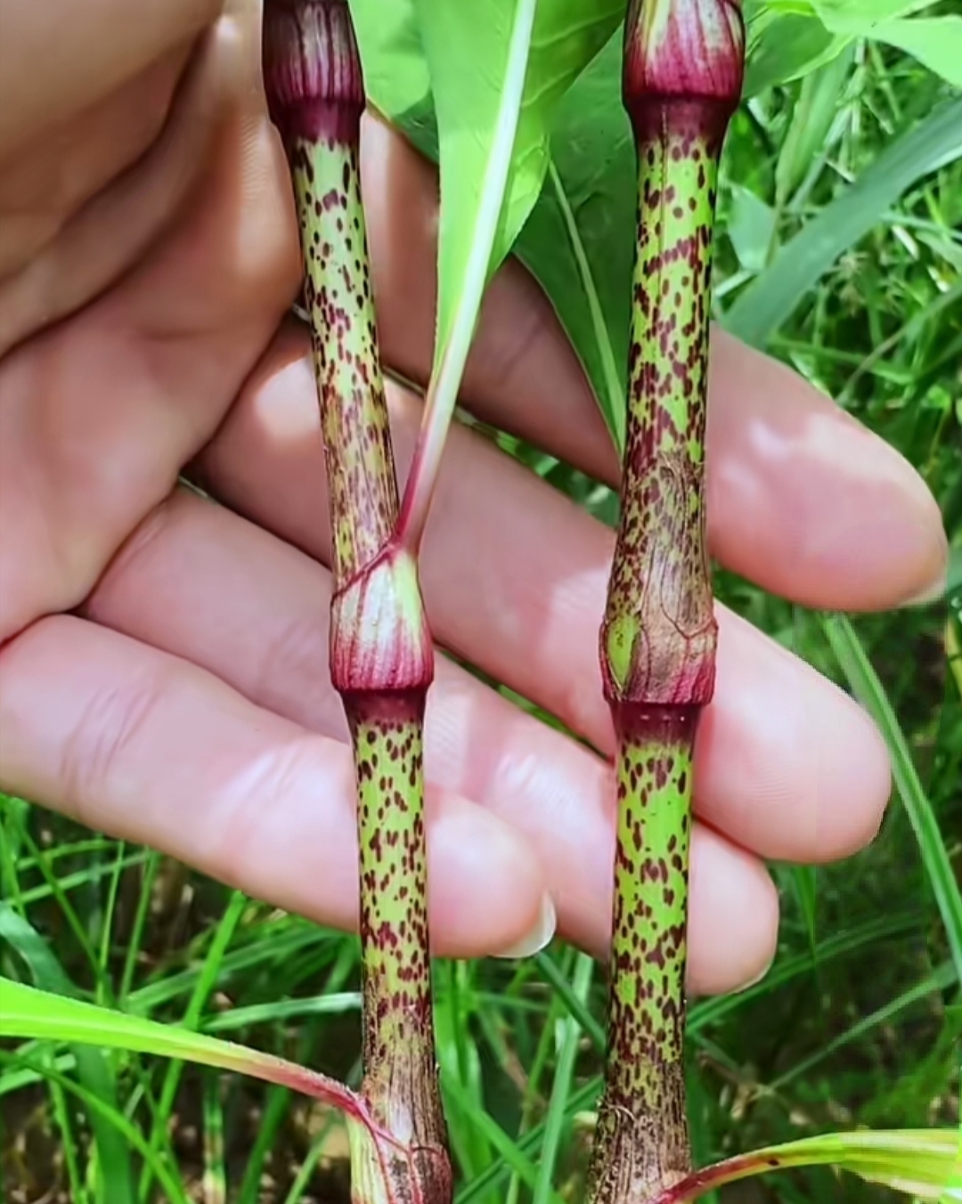 我邻居小孩小时候把这个涂额头上,他说这个很辣还能