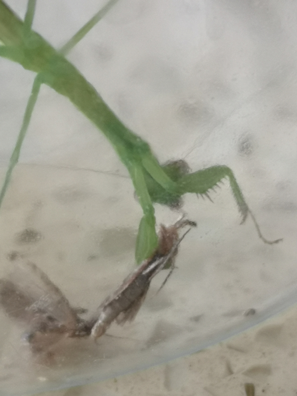 孩子捉的螳螂正在享受它的美餐