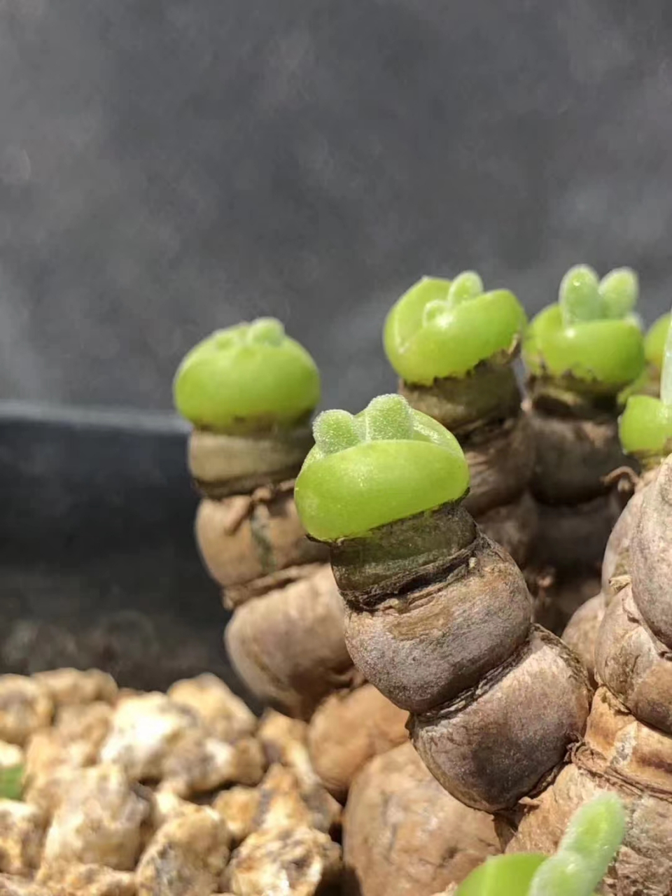 碧光环小兔子,有没有萌到你