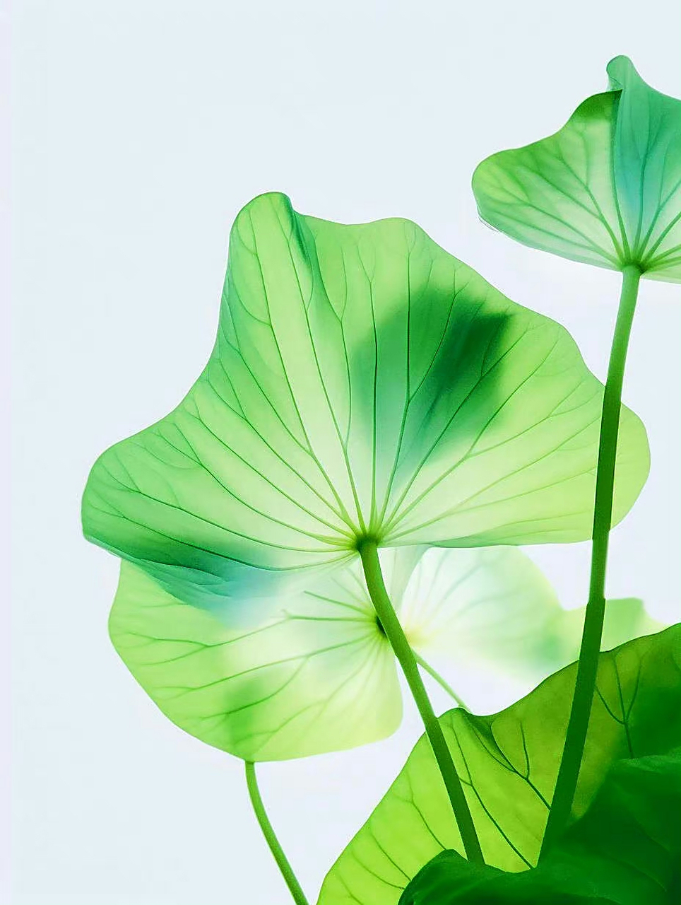 绿色的荷叶在清风中摇曳,喜欢这满屏生机的绿色!