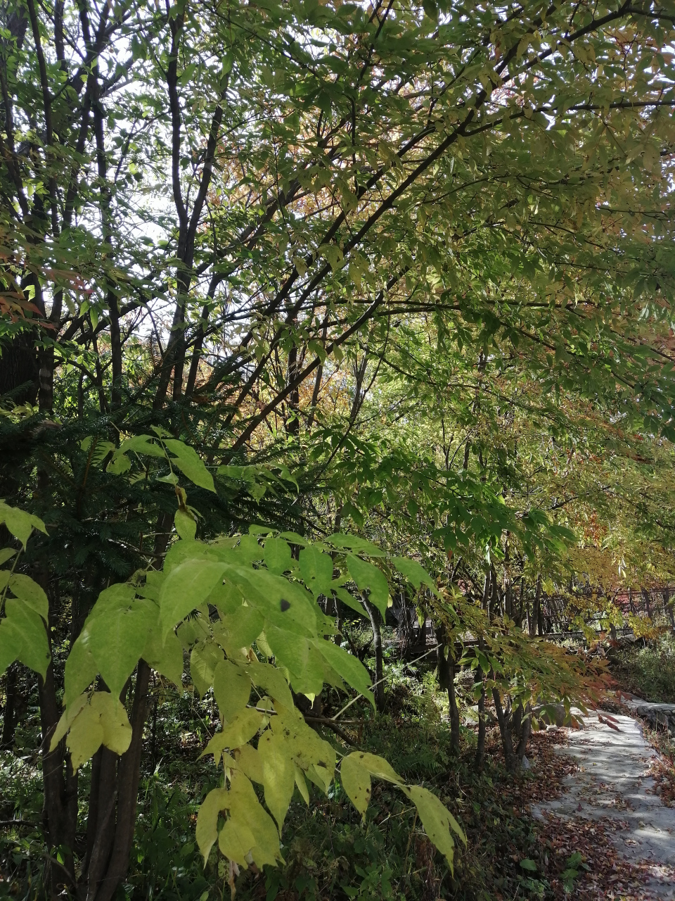 白山四方山风景区图片