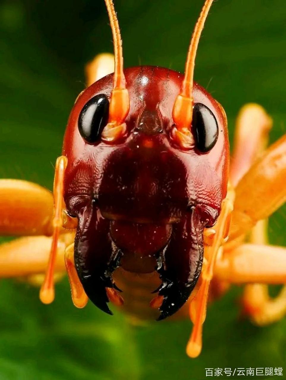 sia ferox沙螽是一种生活在印度尼西亚的巨型直翅目昆虫,杂食性(更