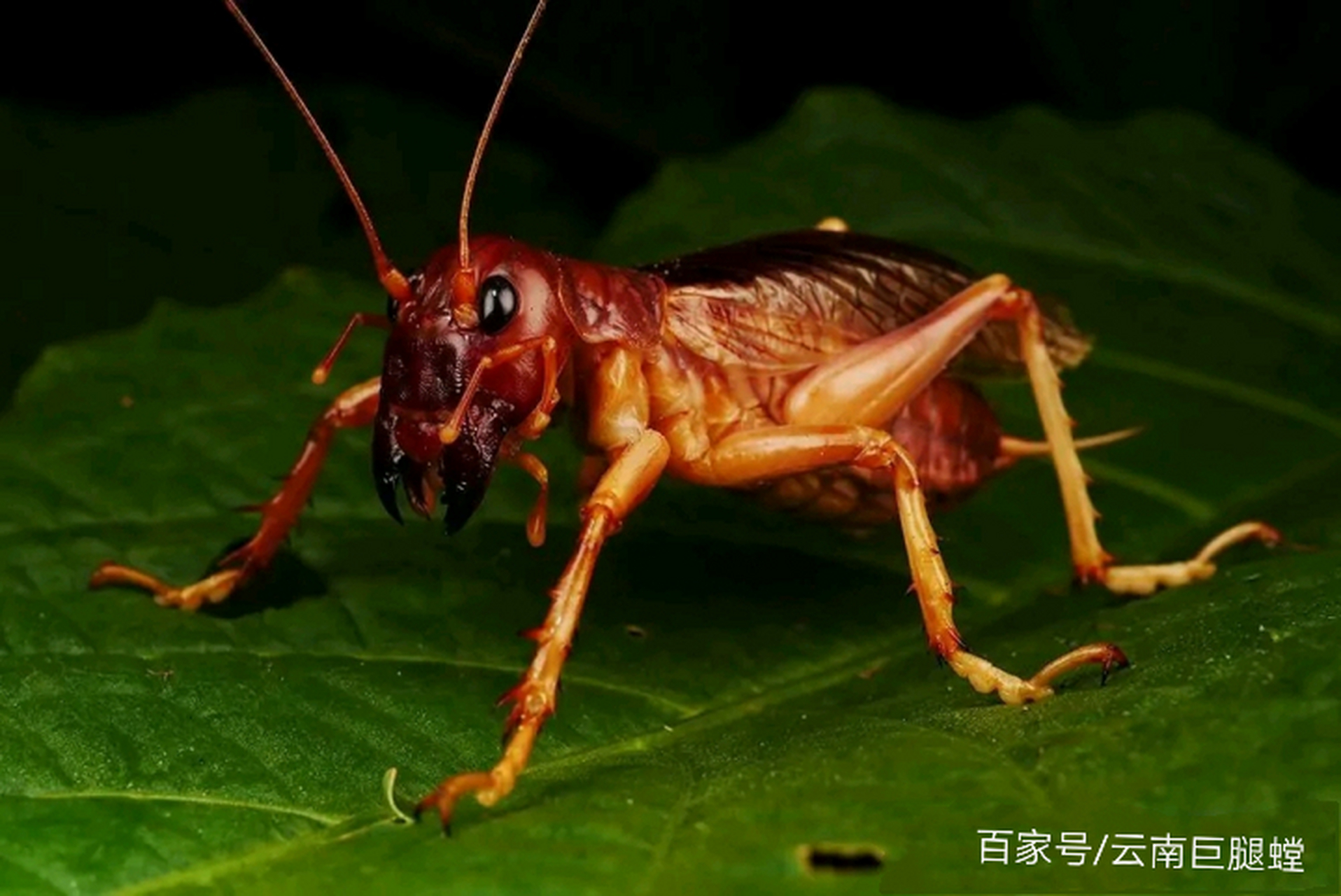 sia ferox沙螽是一种生活在印度尼西亚的巨型直翅目昆虫,杂食性(更