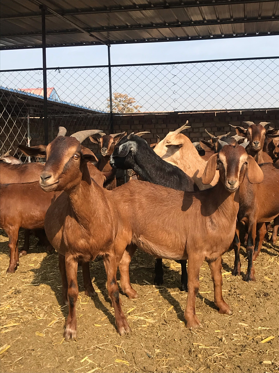 黄鹿子羊肉,精选分装 5斤起发 无边角,无油,无育肥,无杂质羊排,羊腿