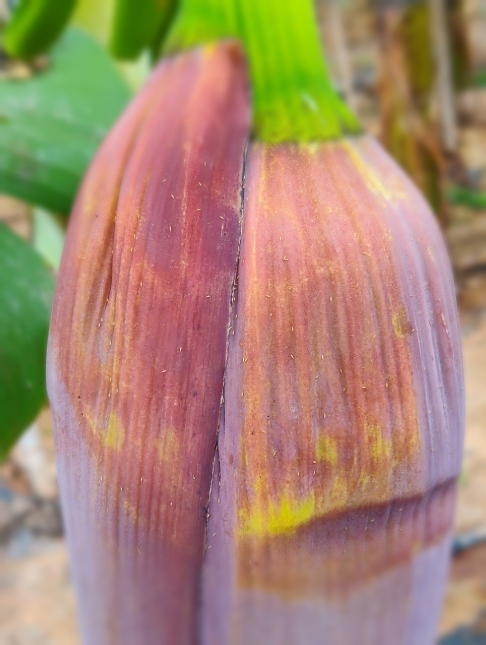 果树病虫害# #三农百科# #农业吧# 香蕉花蓟马的危害!