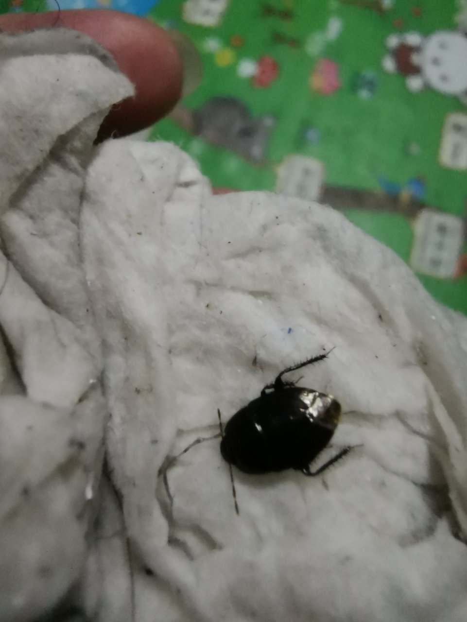 请问大家这是什么虫,壳是硬的,一定要重重按才能弄死,一般只在晚上