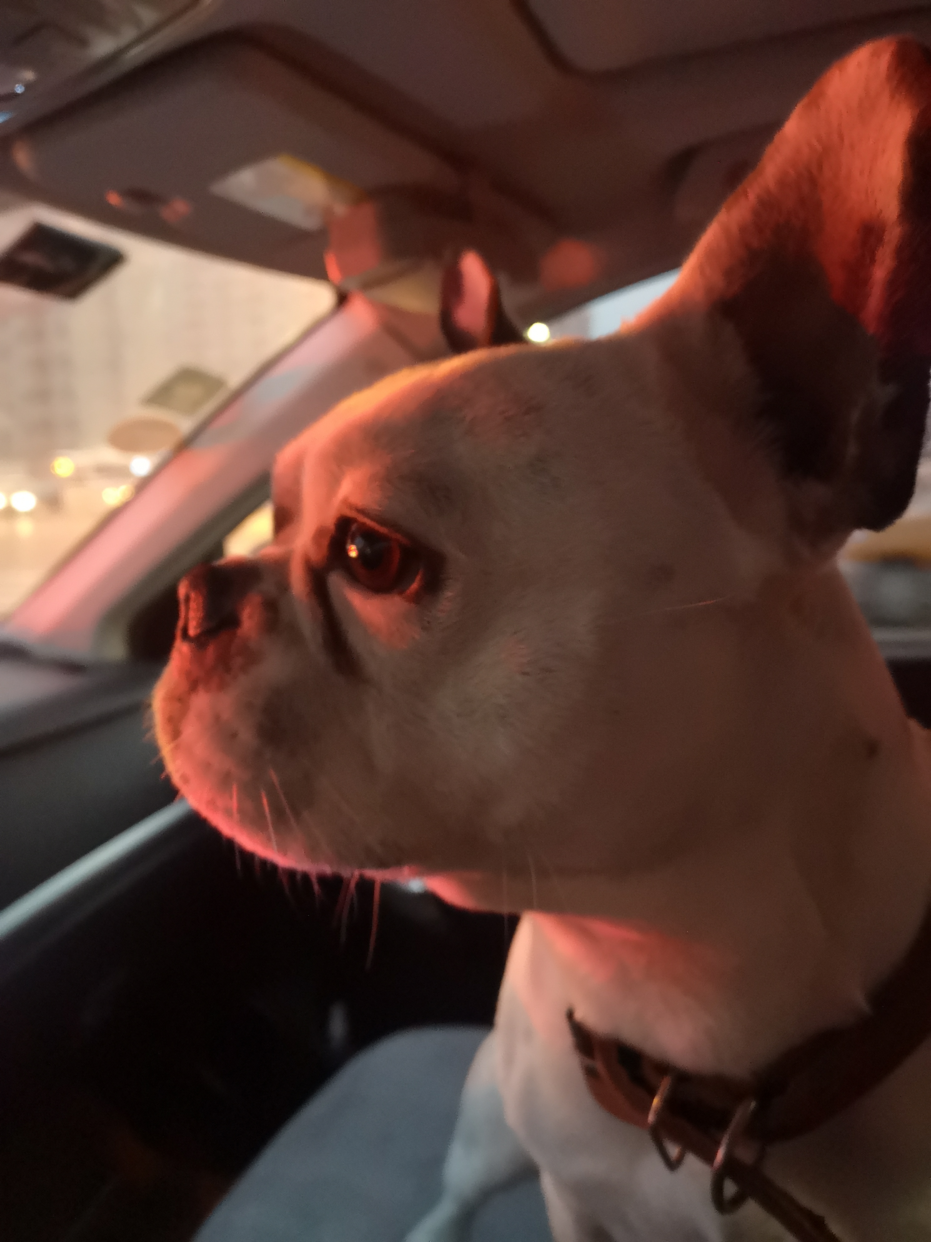 看看咱家一只4岁9个月"海盗脸"法国斗牛犬的风采.