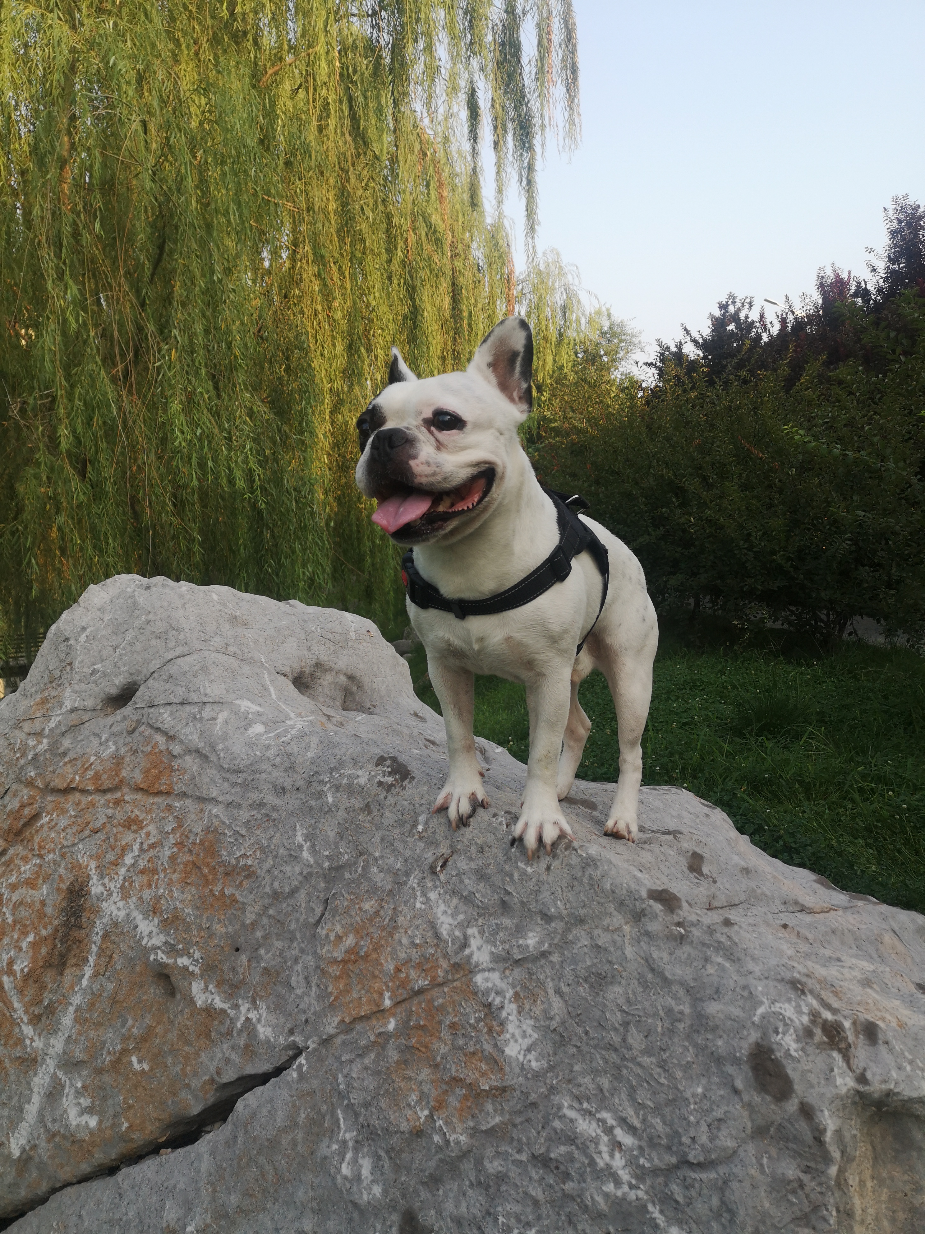 看看咱家一只4岁9个月"海盗脸"法国斗牛犬的风采.