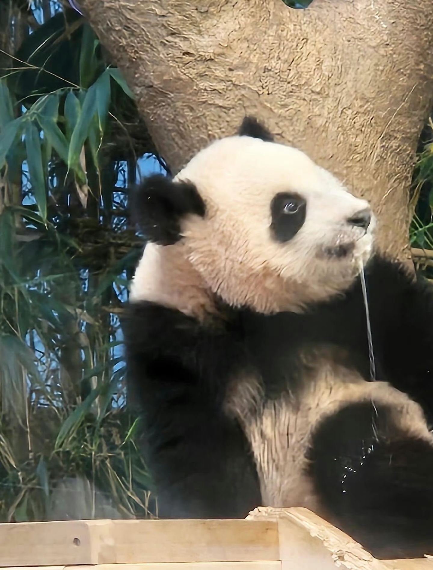 睿宝:这……这…奶…有毒……有……人……要……害……害我 67