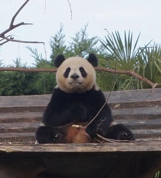 法国大熊猫欢欢图片