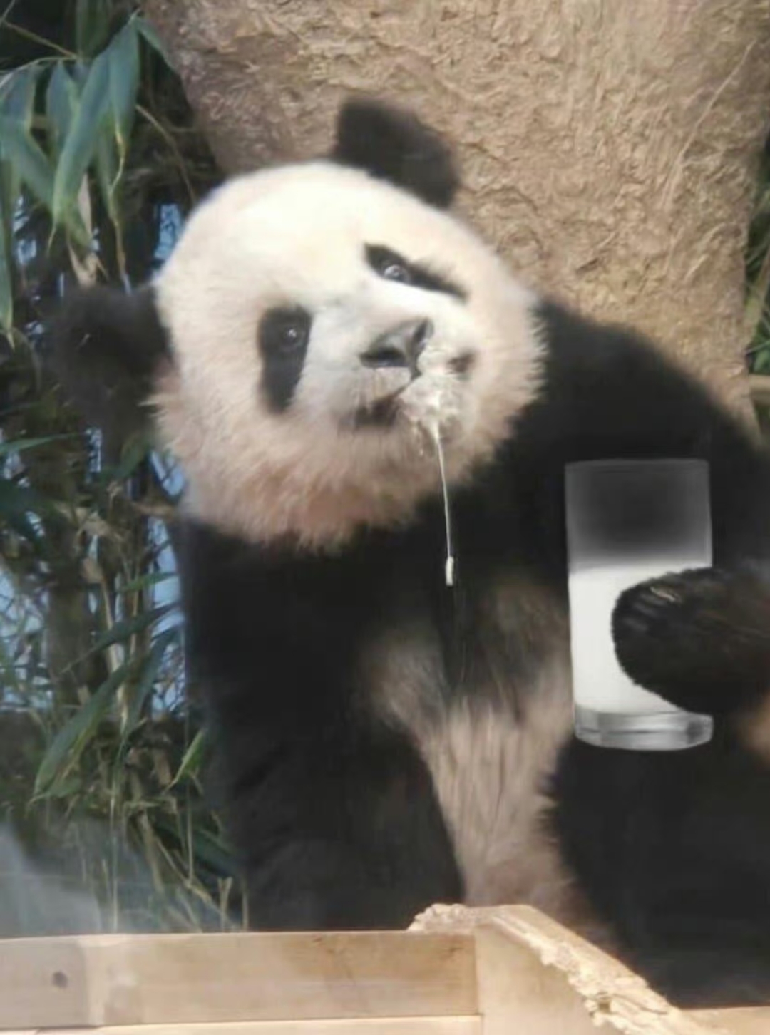 睿宝:这……这…奶…有毒……有……人……要……害……害我 67