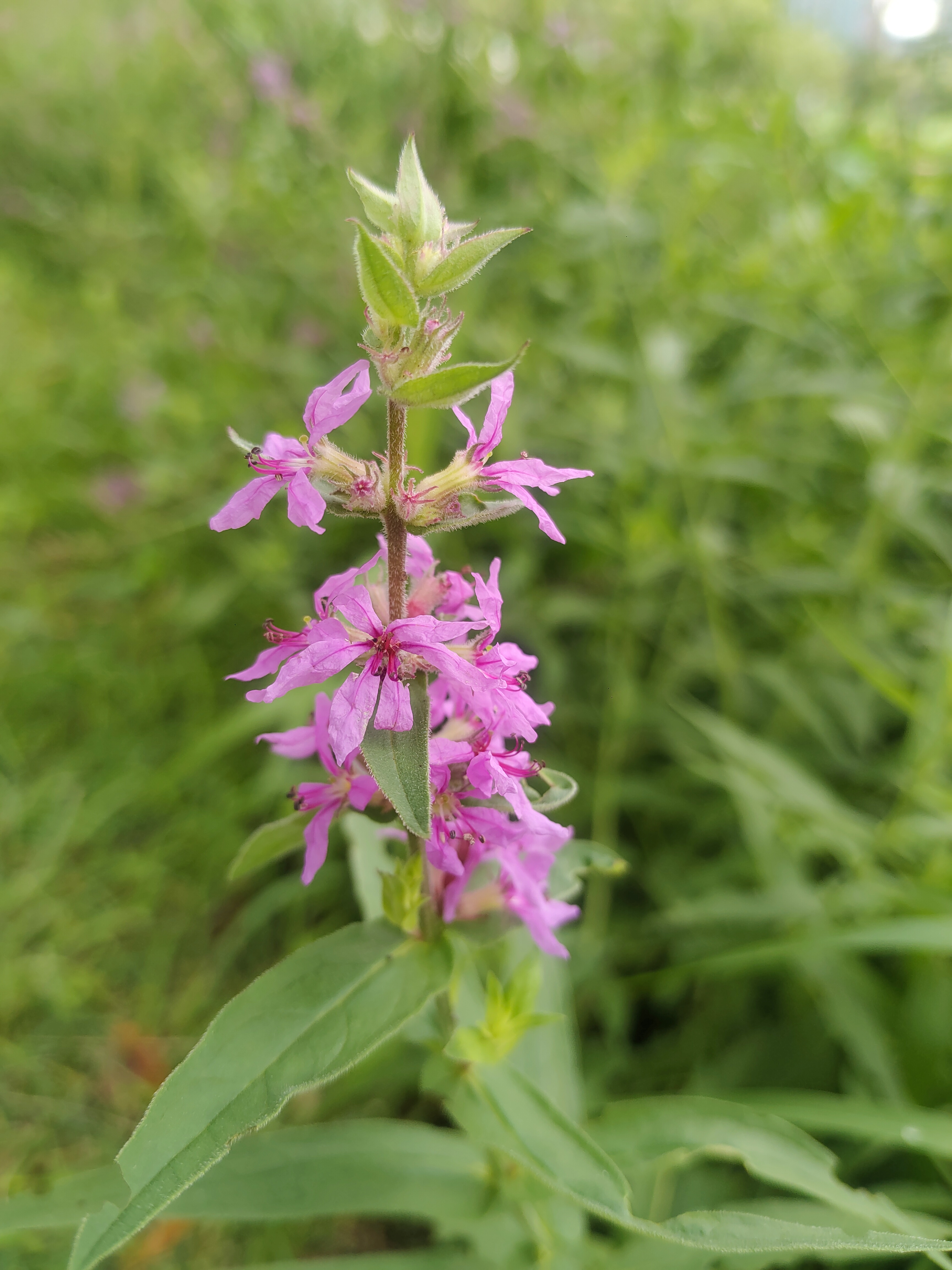 好与不好,都是生活,尽心尽力就好,允许所有的事与