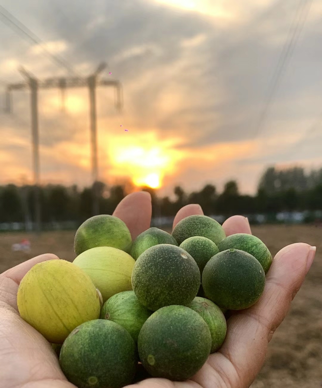 马缨花果实图片