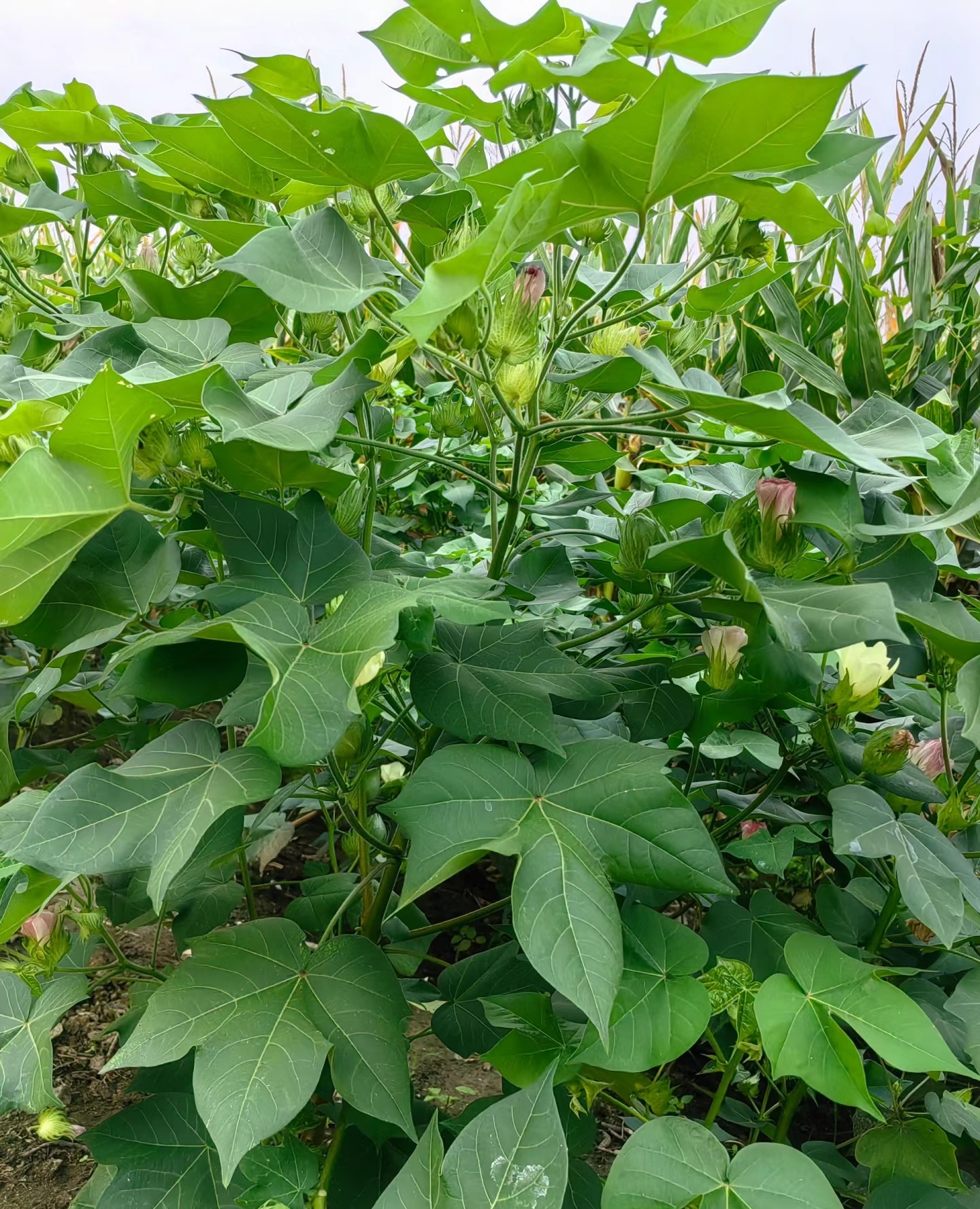 树棉花植物图片棉花植株棉花植物棉花叶子图片棉花树长什么样棉花叶子