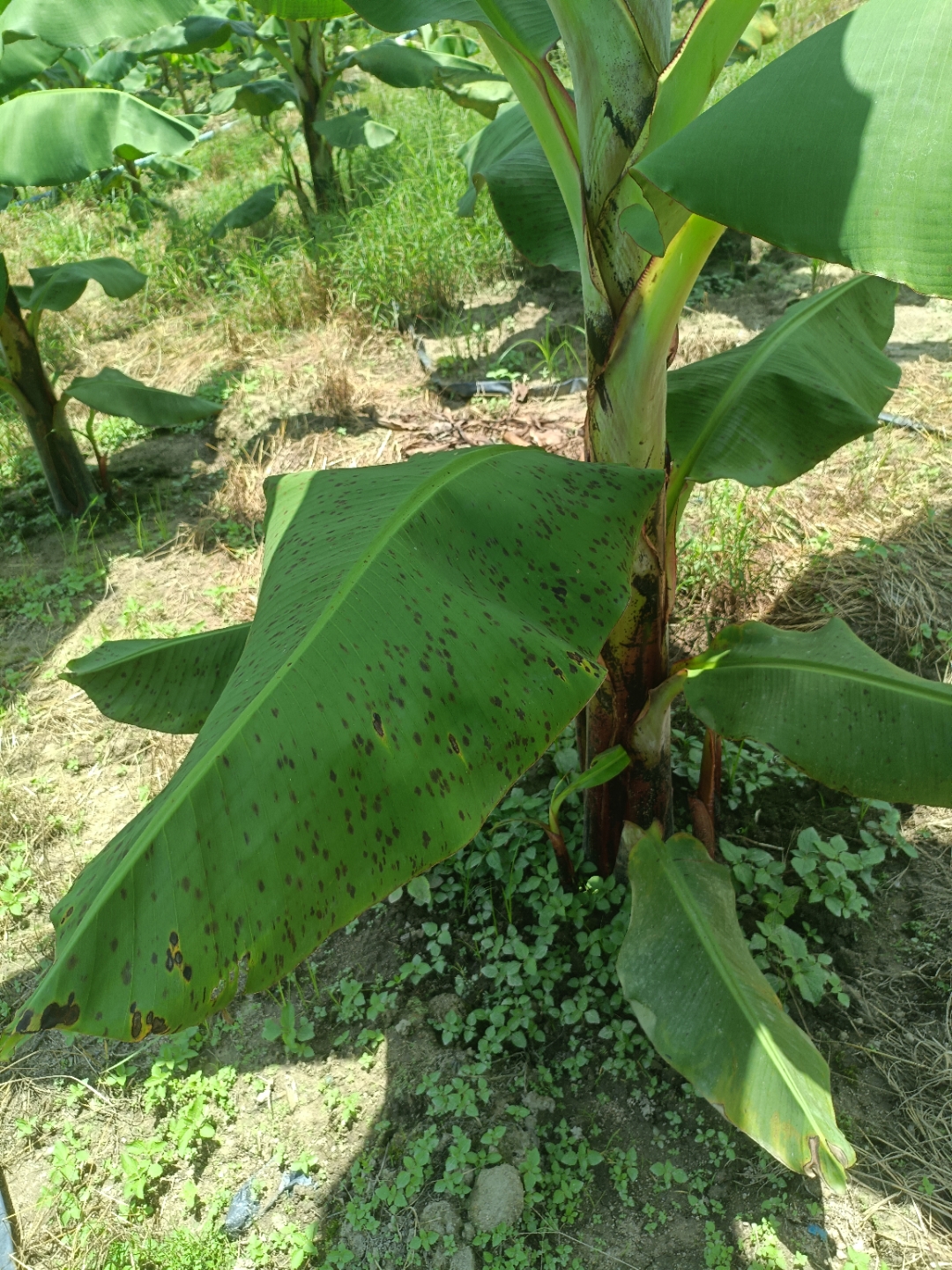 这是什么病,要打什么药