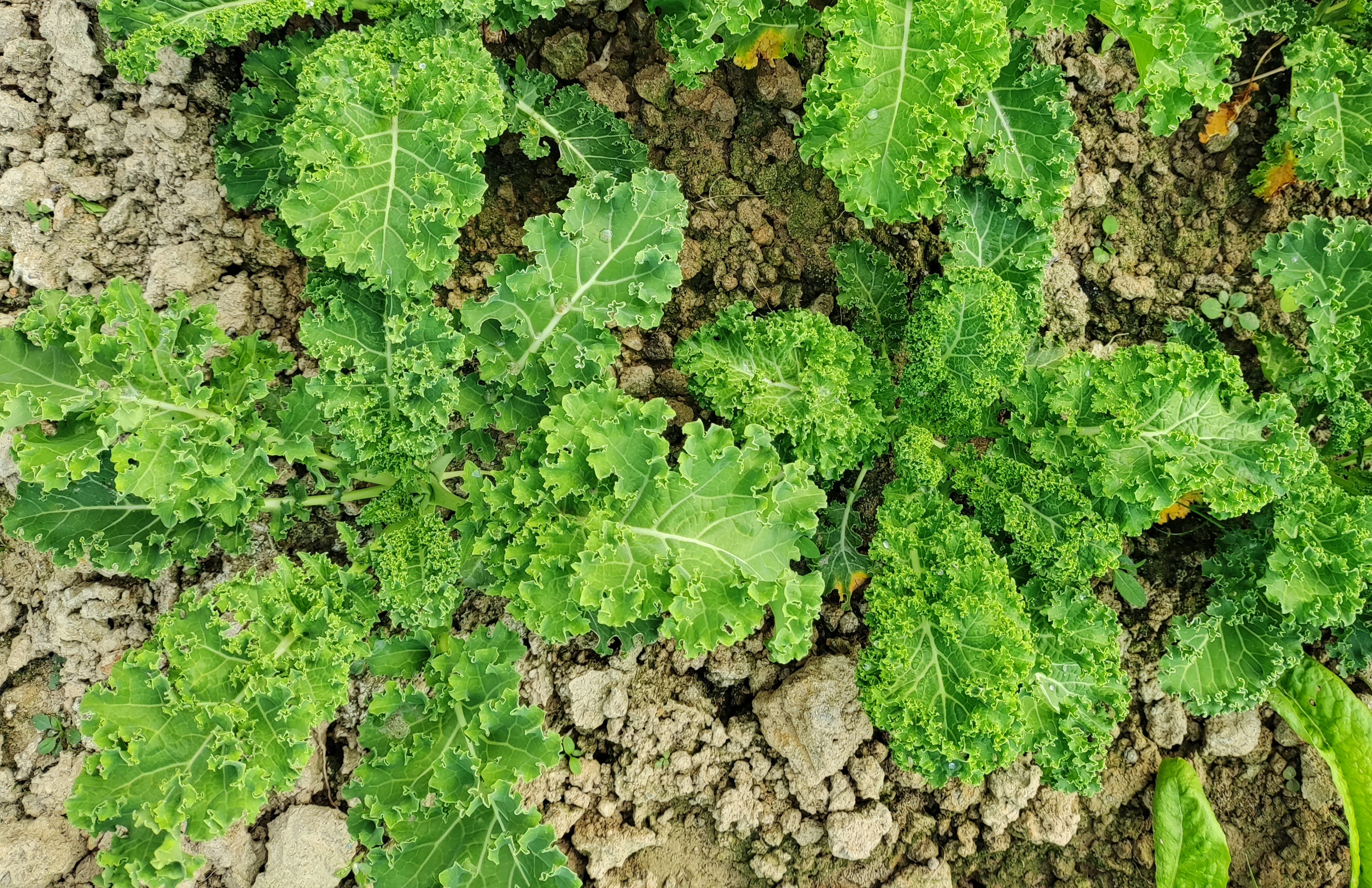 羽衣甘蓝蔬菜之王图片