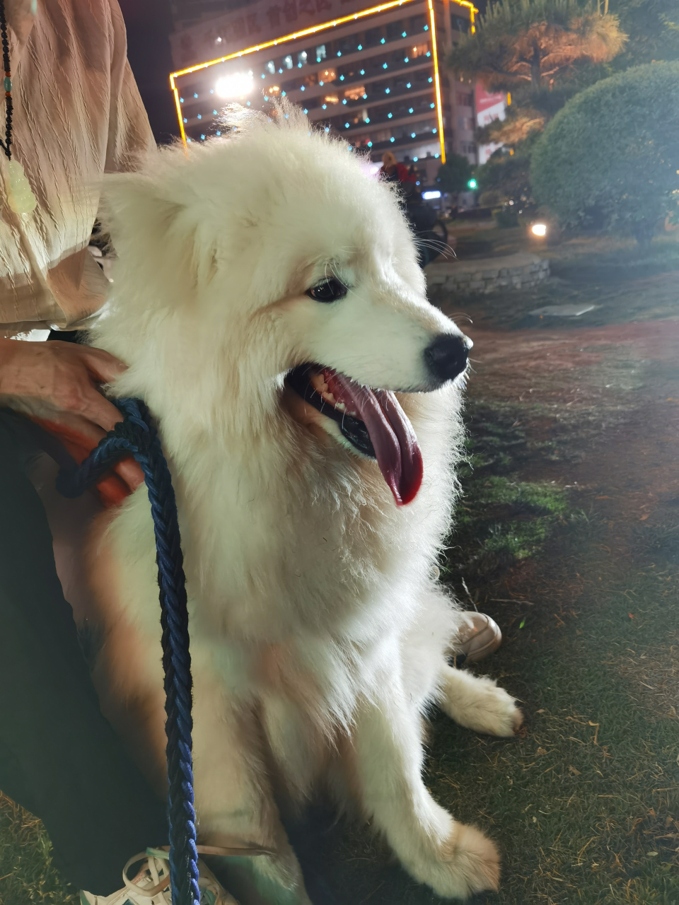 狗# #春日解忧杂货店