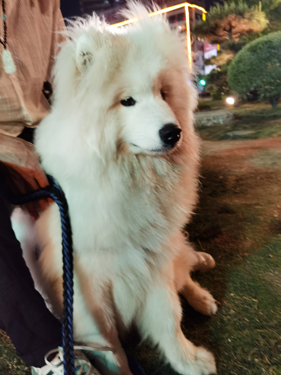 狗# #春日解忧杂货店