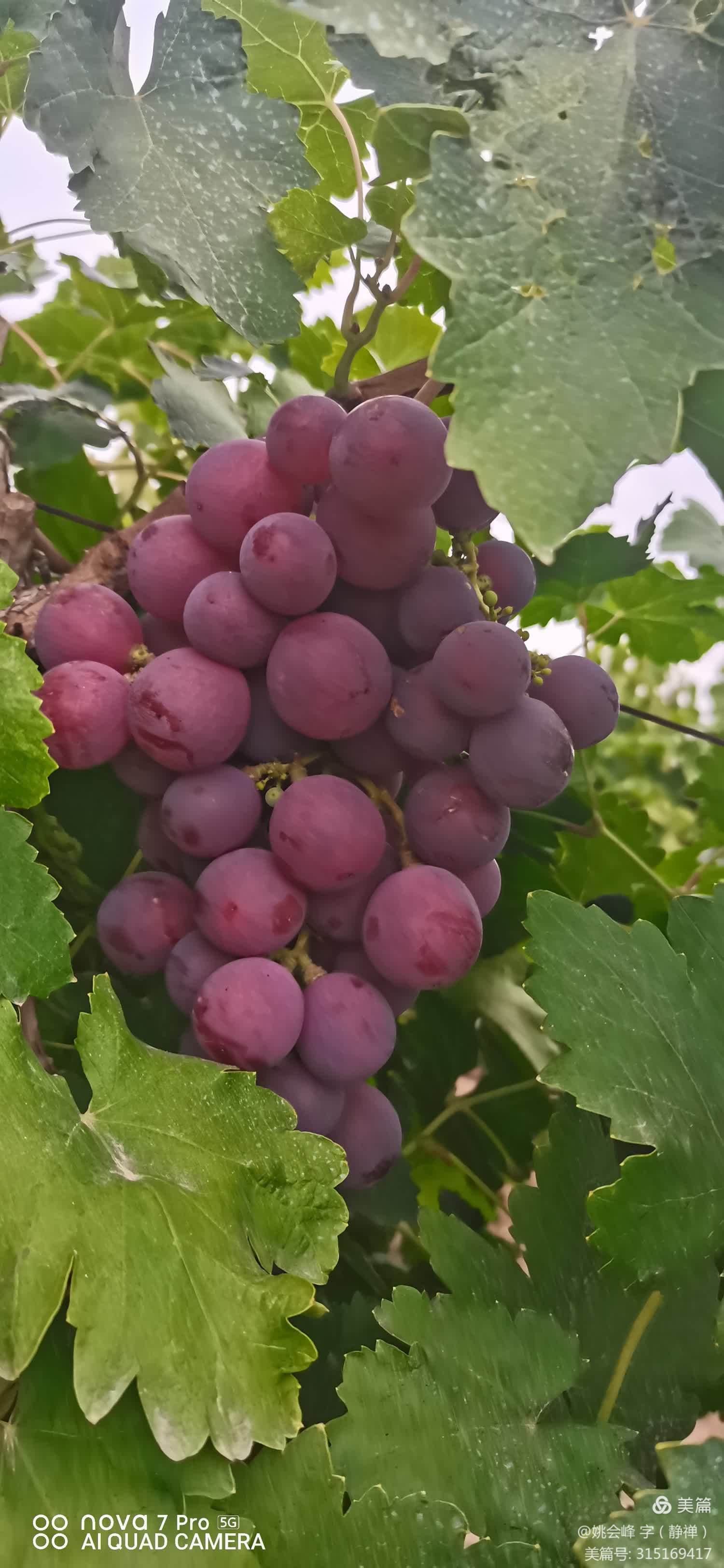 🍇 紫葡萄的诱惑,你抵挡得住吗?
