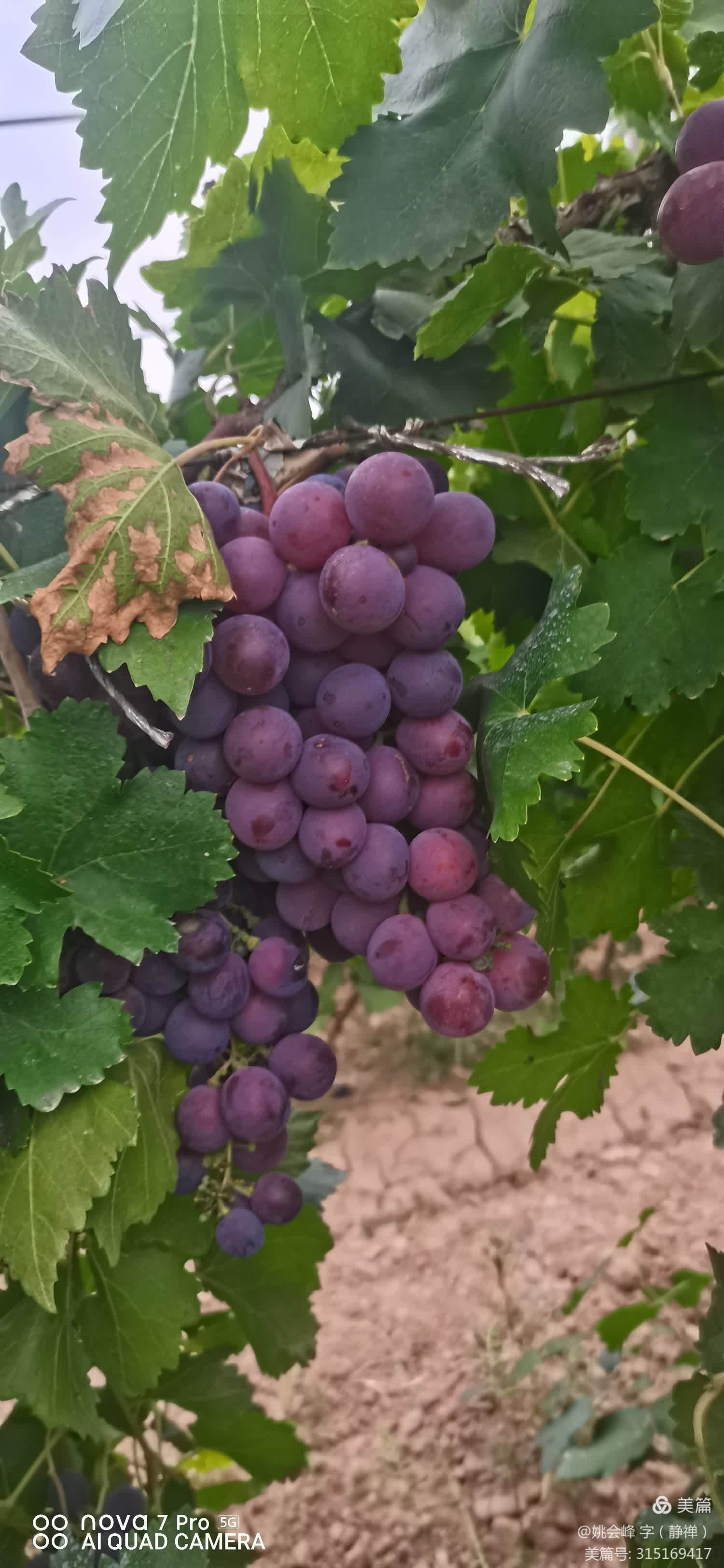 这串紫色的葡萄,简直是夏日里的清凉守护者!
