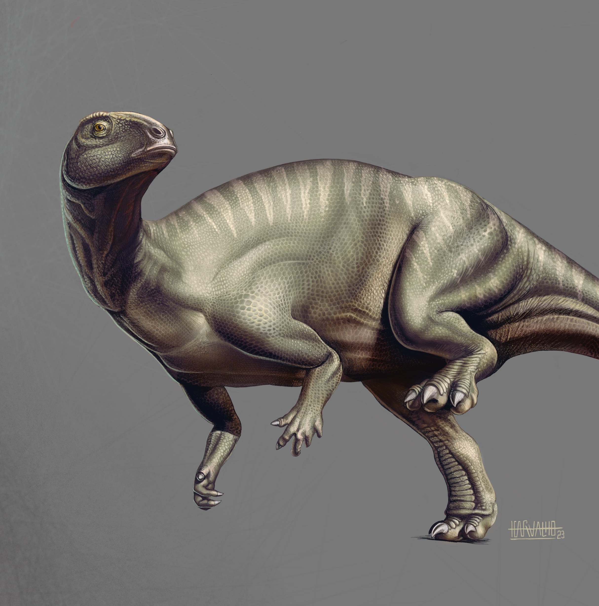 晚侏罗世葡萄牙的早期禽龙类    2024年3月18号,期刊《journal of