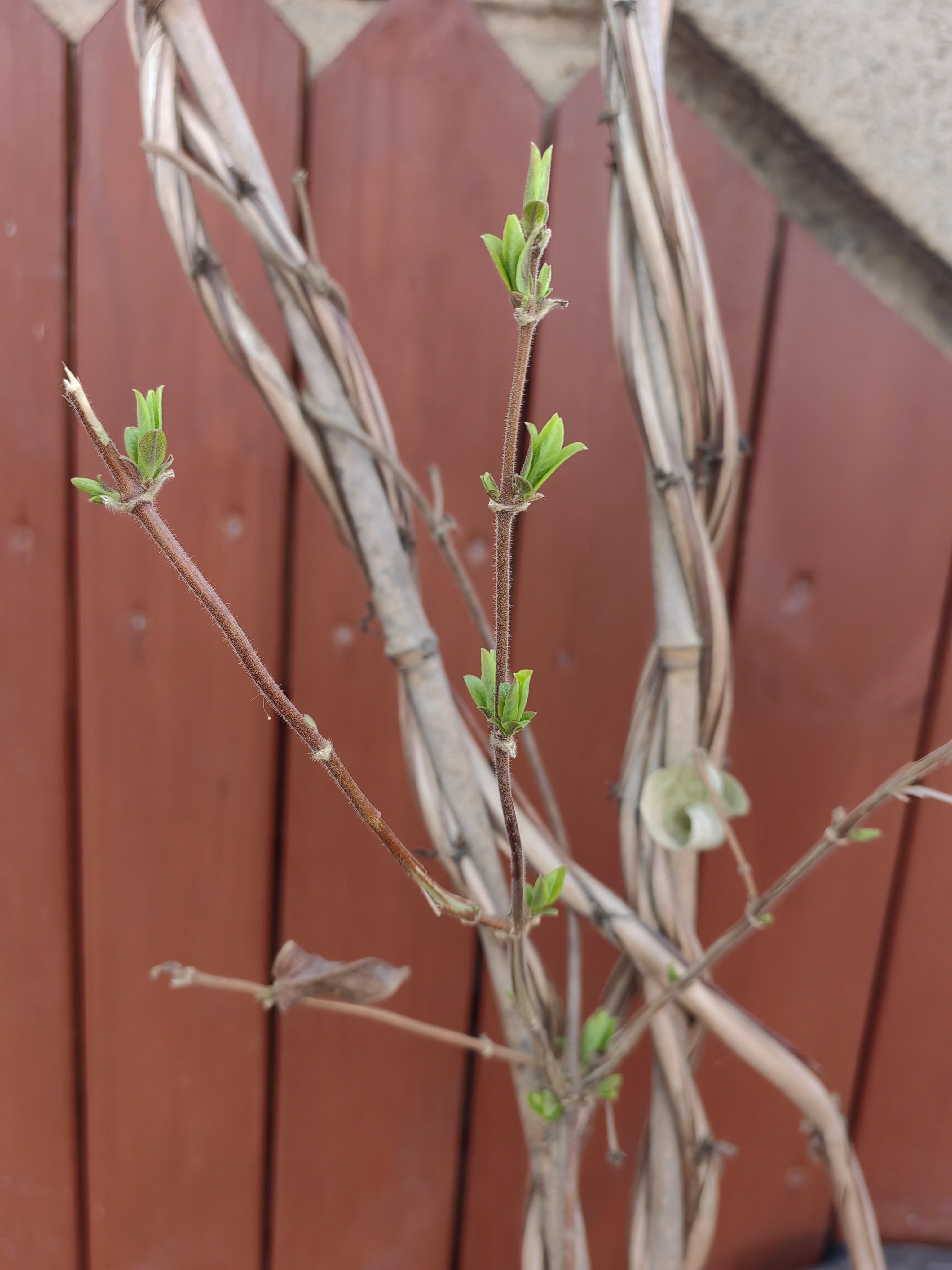 金银花种子发芽图片图片