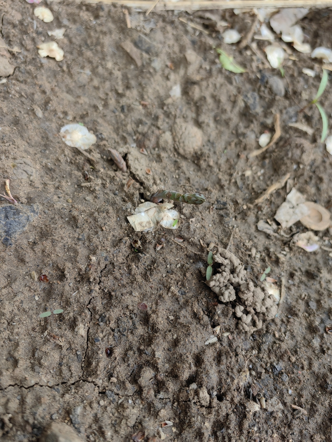 芦笋发芽了979797