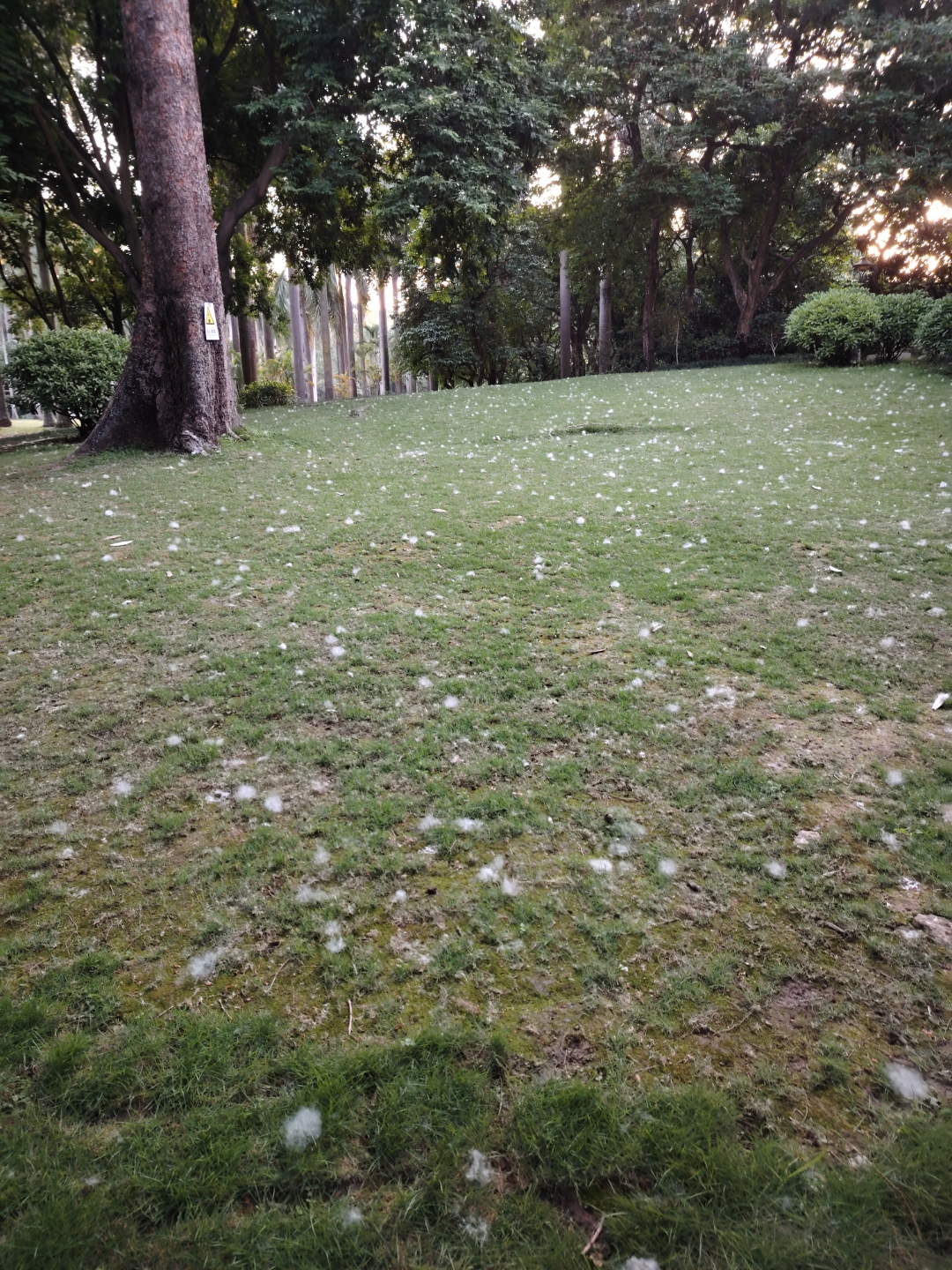 不下雨,我就忍不住去小山那边看看,果然,草坪上飘满白色的木棉花絮,一