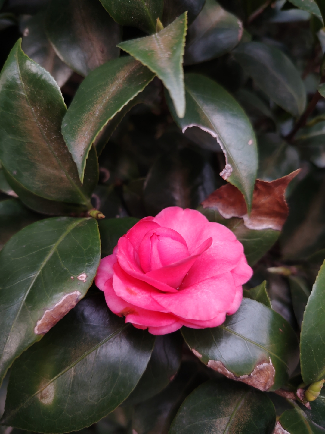春日赏花时#南宁金花茶公园的茶花文化展虽然已经结束了,但是这里