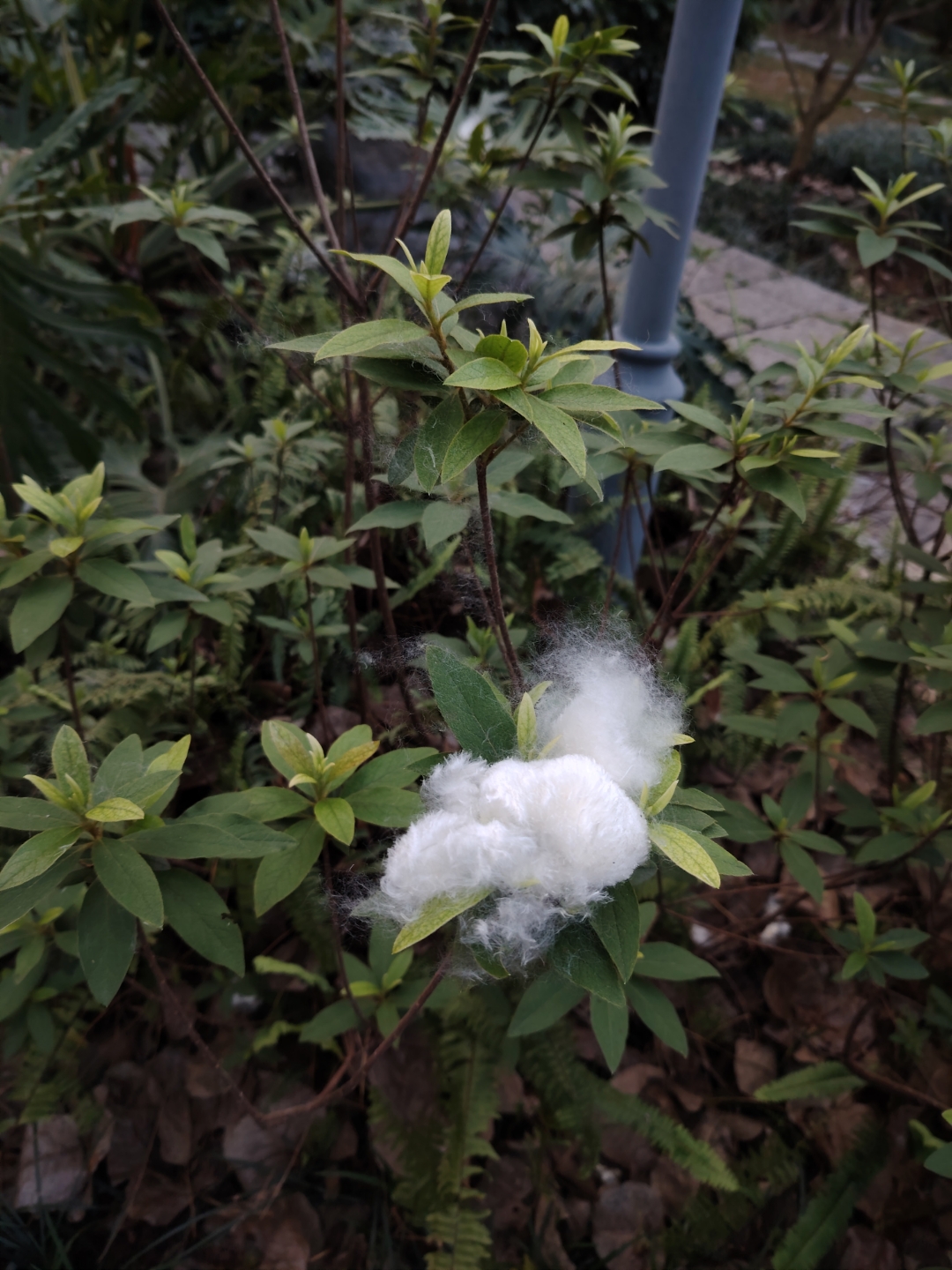 带你云游我家乡# 棉絮图片木棉树棉絮长什么样白木棉花图片木棉花絮