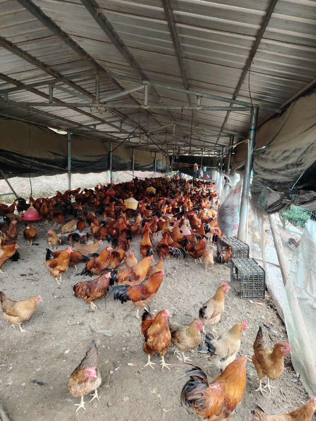 百度养鸡场养鸡场照片藏香鸡养殖场养鸡场图片大全真实大型养鸡照片