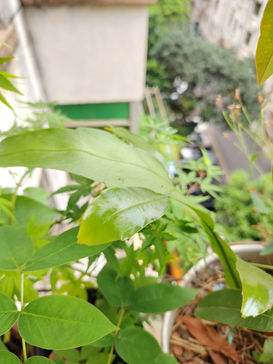 长得更茂密了;樟树港 昙花生长结构图