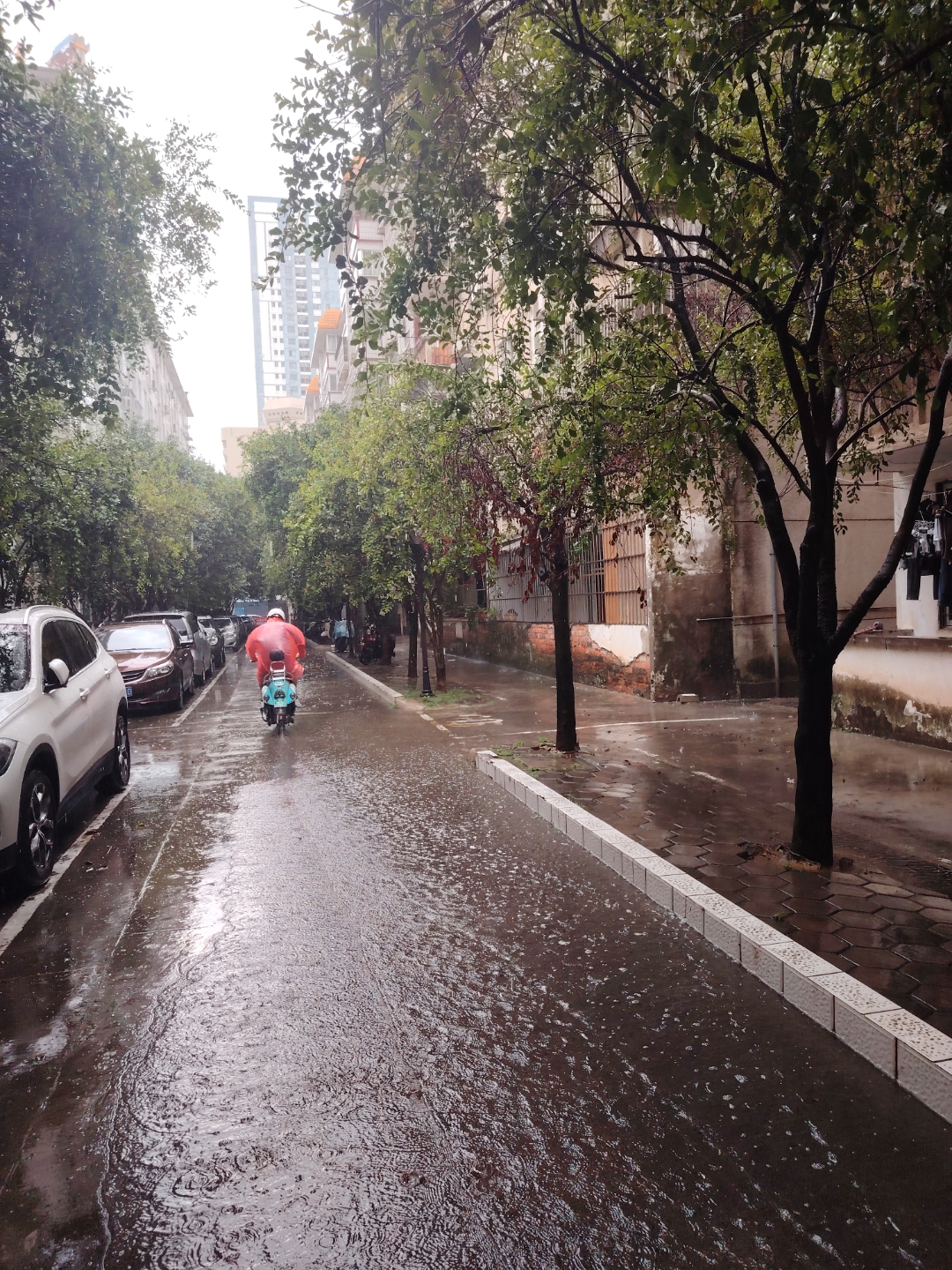 南宁整天下雨,有时还是很大的雨,连小区的地面都积水了,桂花树都垂