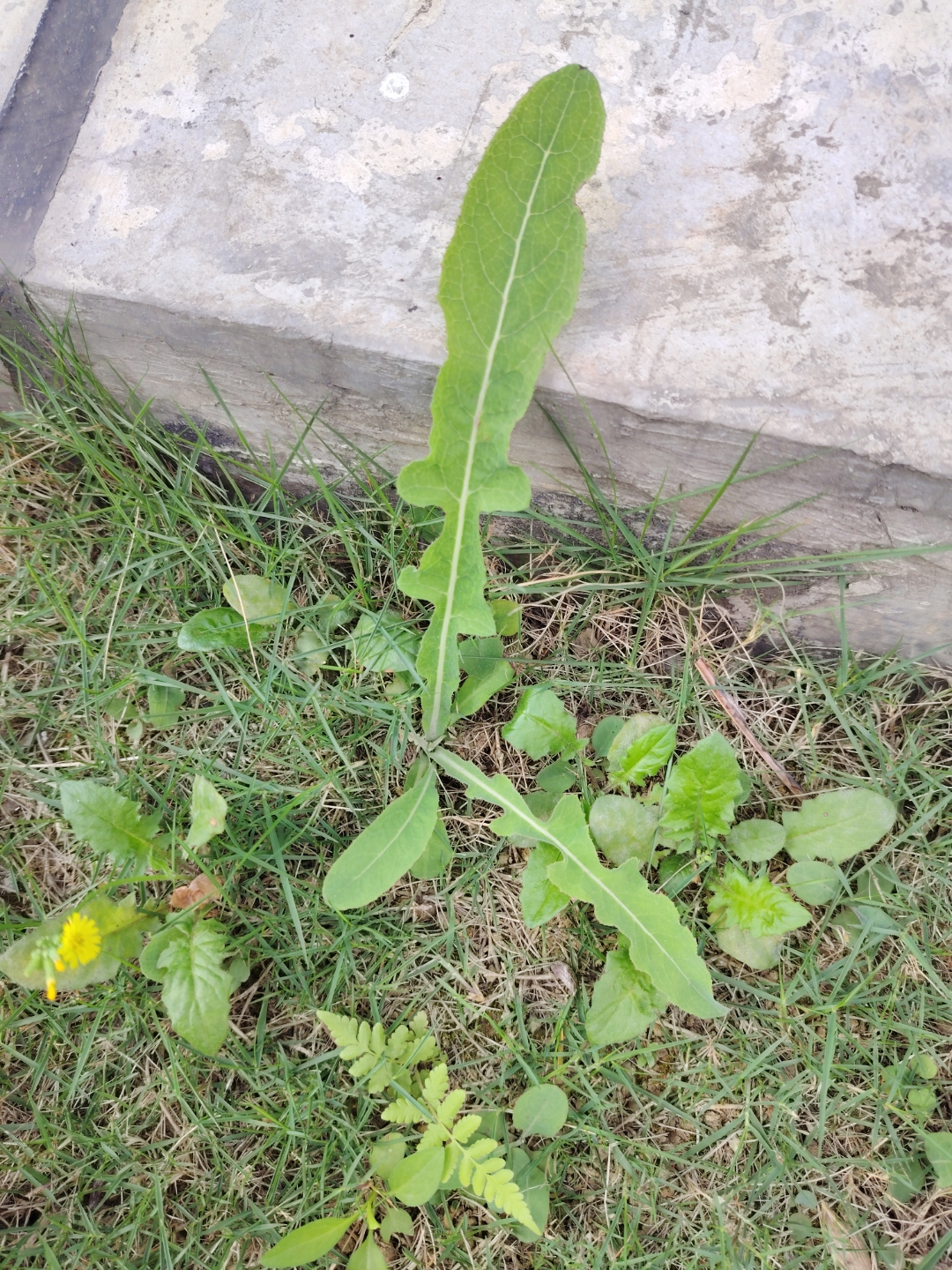 这种野菜能吃吗?