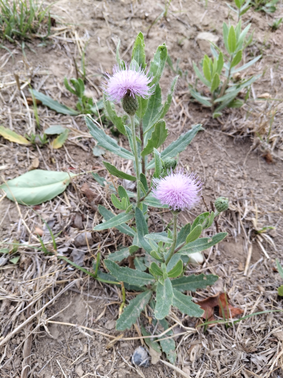 它叫刺儿菜,别名小蓟,七七芽等,为多年生草本植物