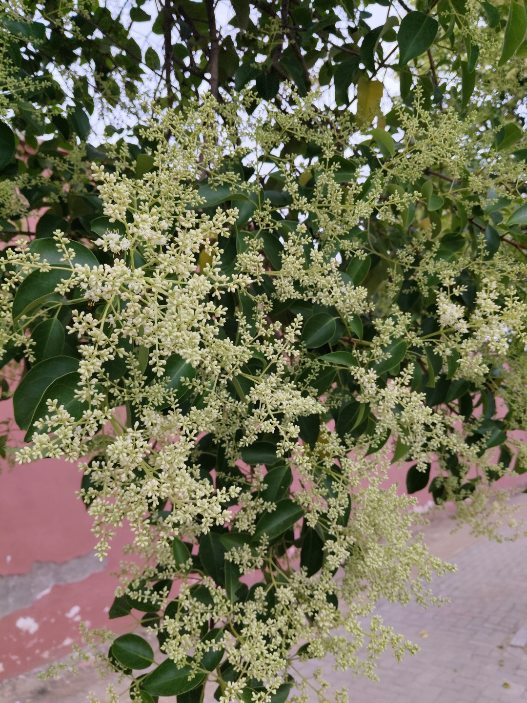 在植物的广袤世界里,女贞宛如一位温婉而坚韧的佳人,以其独特的