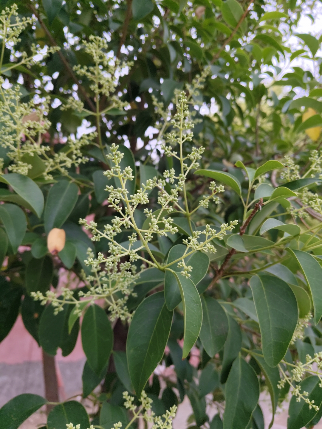 在植物的广袤世界里,女贞宛如一位温婉而坚韧的佳人,以其独特的