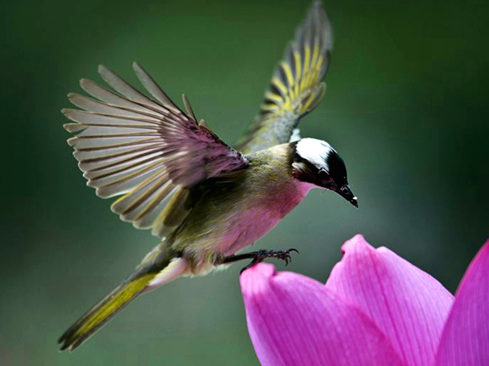 与之偕老的"白头翁"  白头翁鸟在我国长江流域及其以南广大地区常见