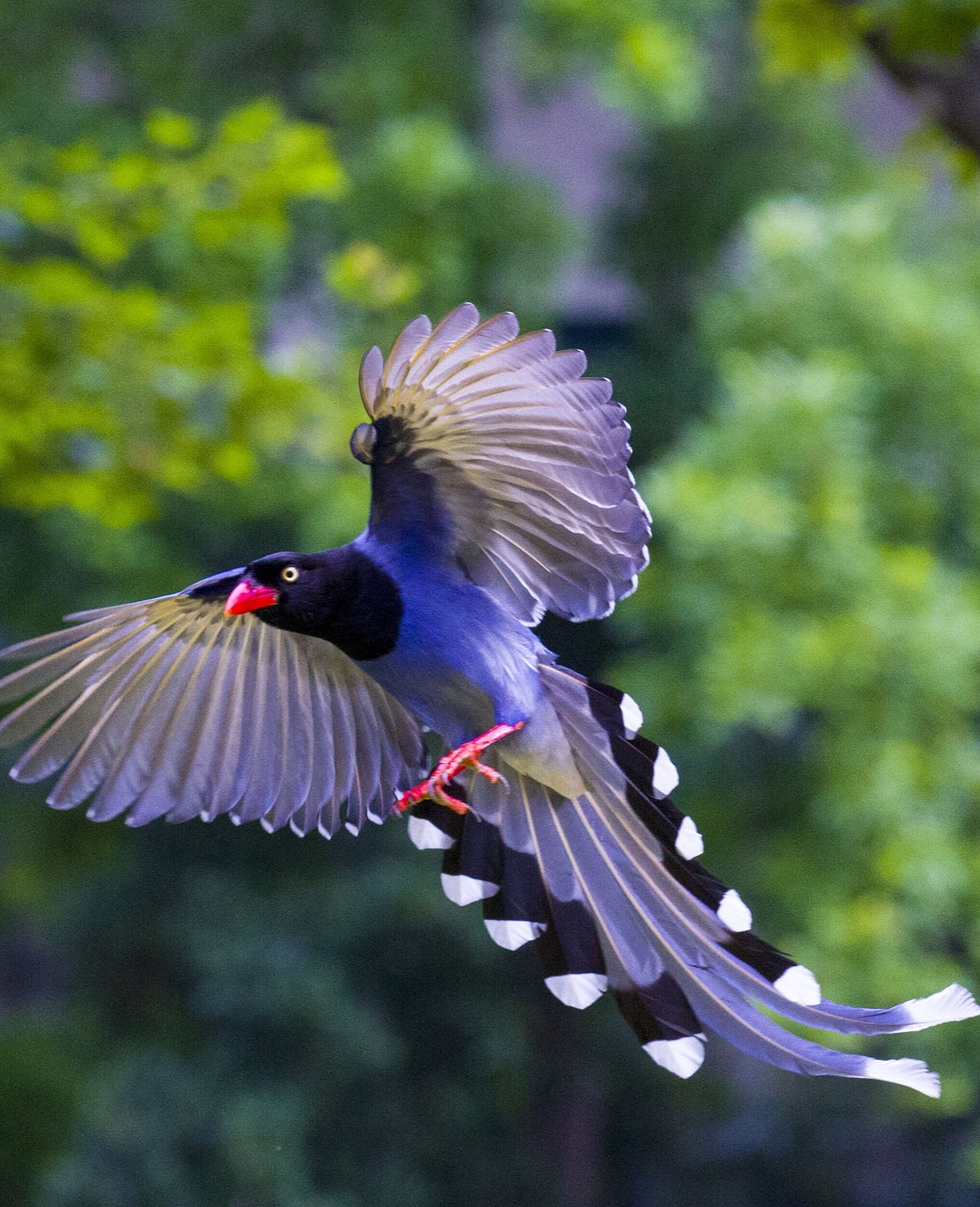 台湾蓝鹊的微舞台剧  台湾蓝鹊,俗称长尾山娘,仅分布于台湾中低海拔的