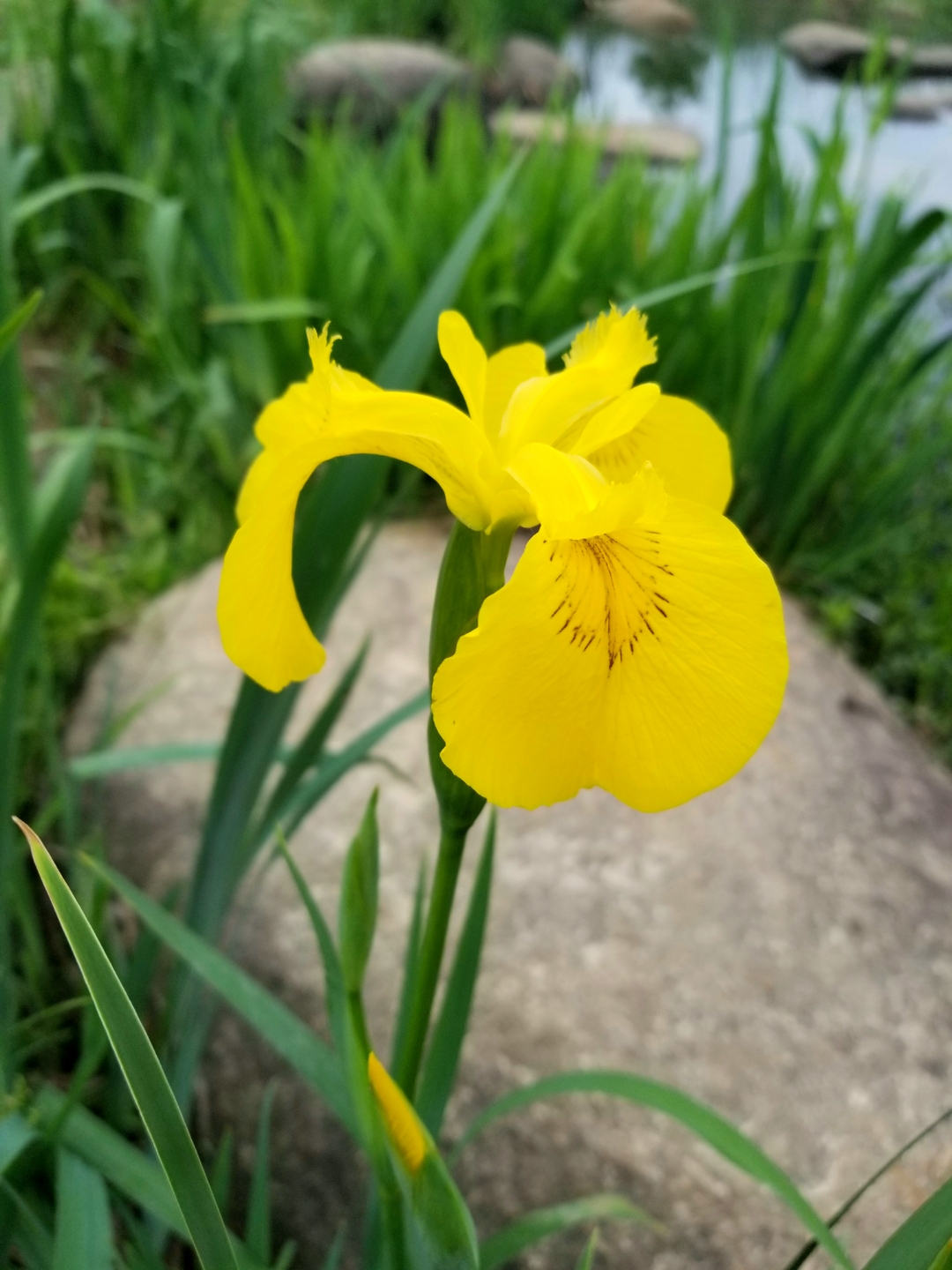 鸢尾草菖蒲图片