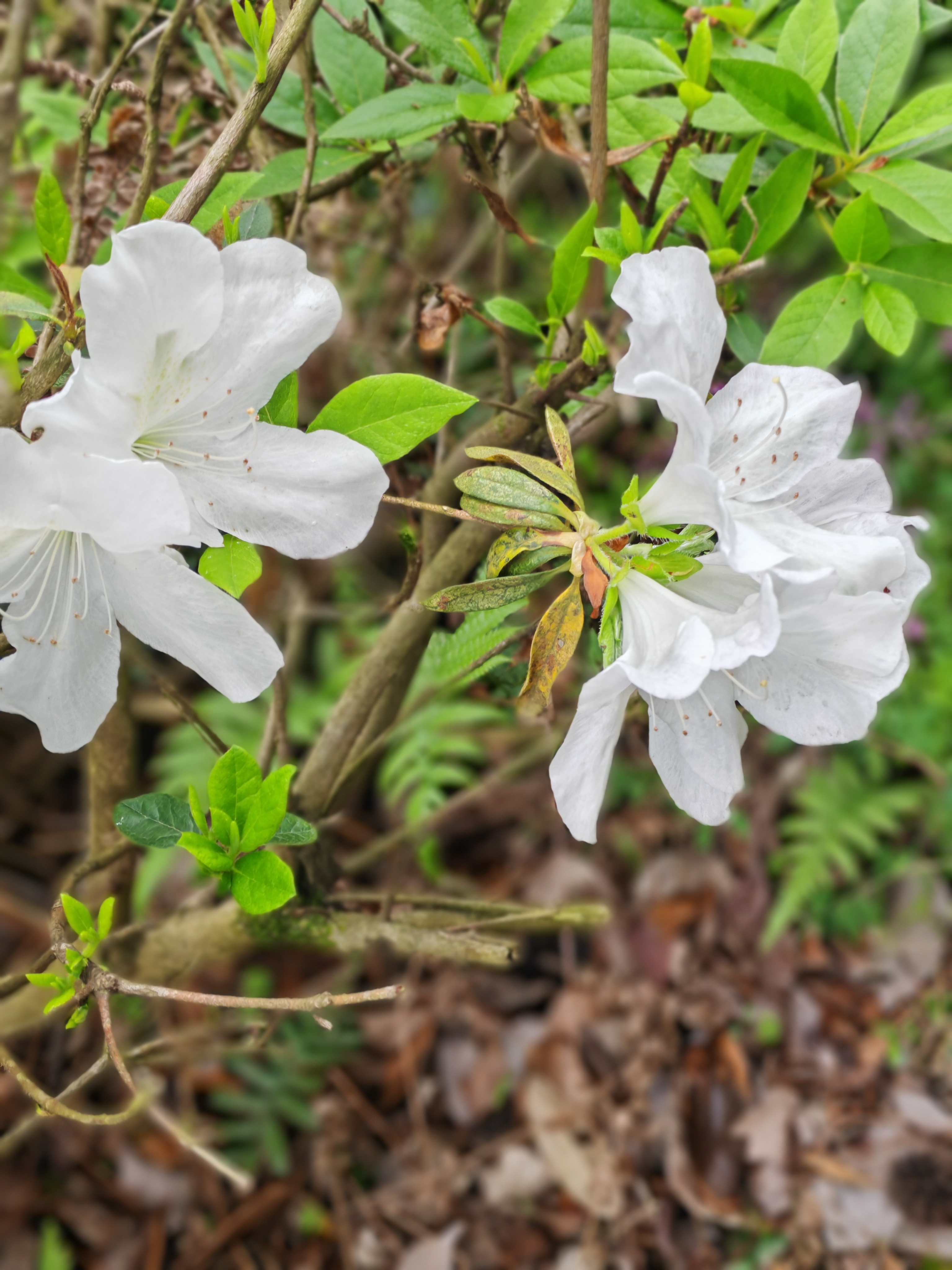 杜鹃花花瓣形状图片