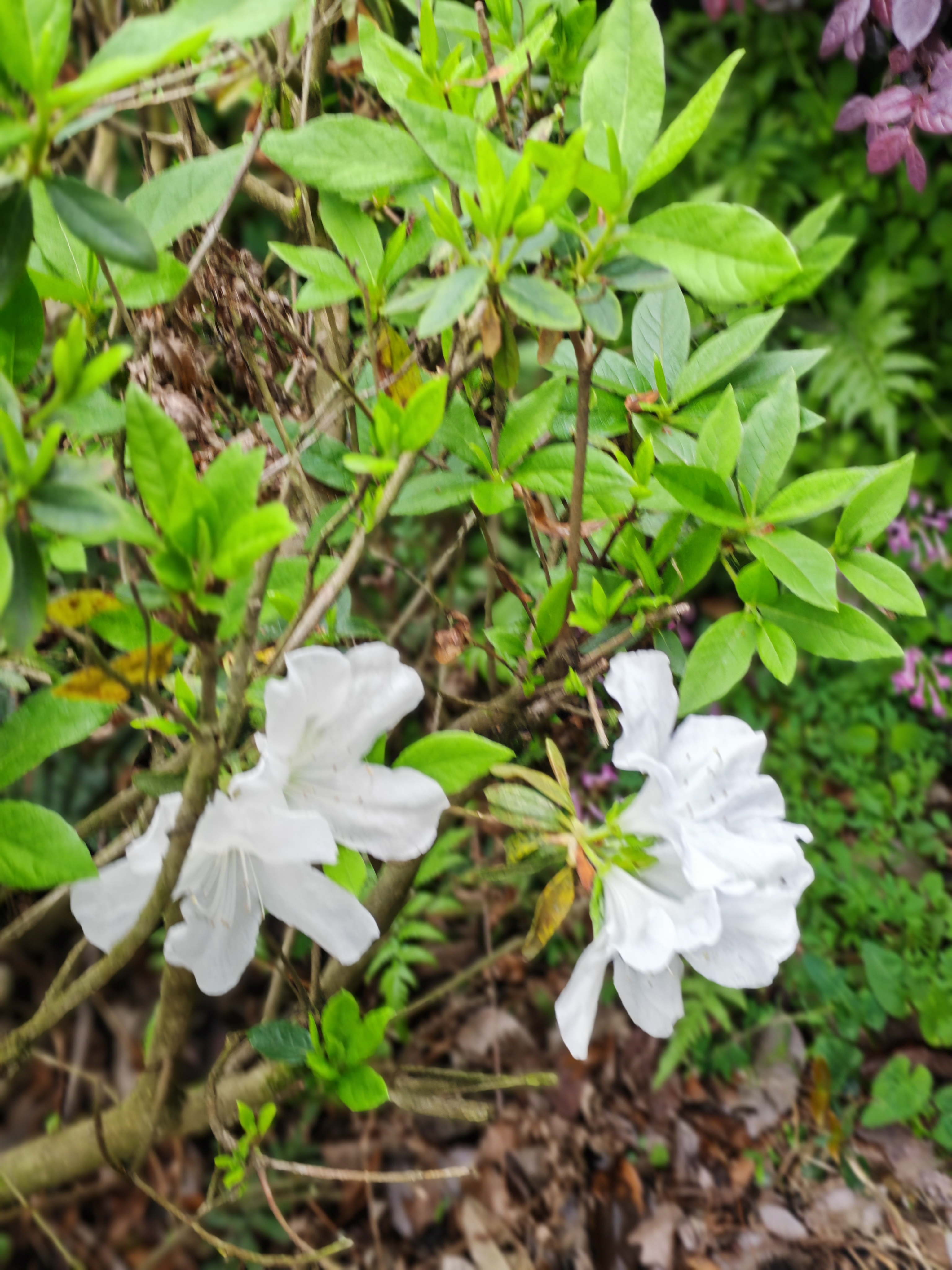 9899  瞧这杜鹃花,傲然挺立在绿叶丛中,仿佛是大自然的艺术品.