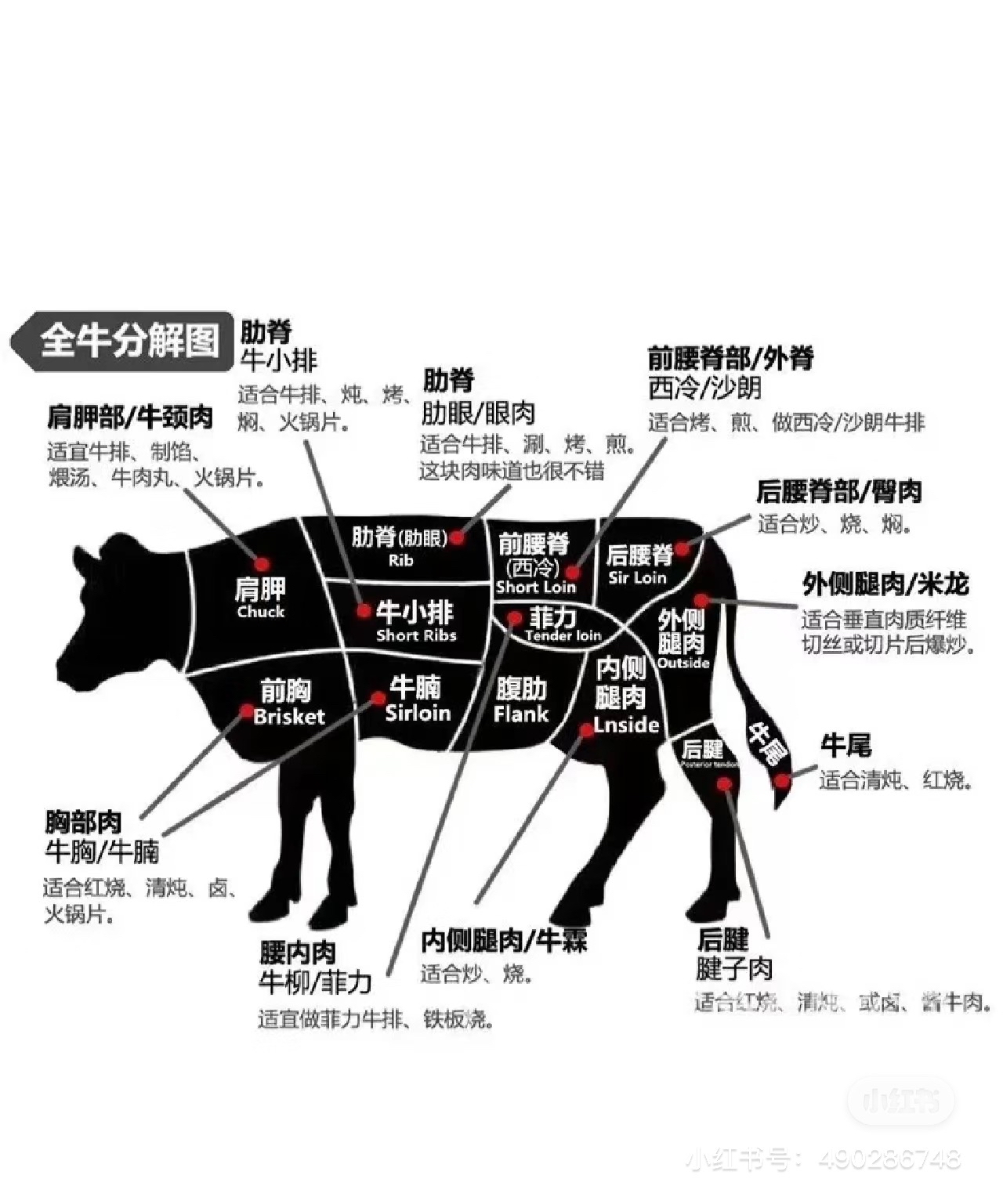 怀孕牛眼睛图片图解图片