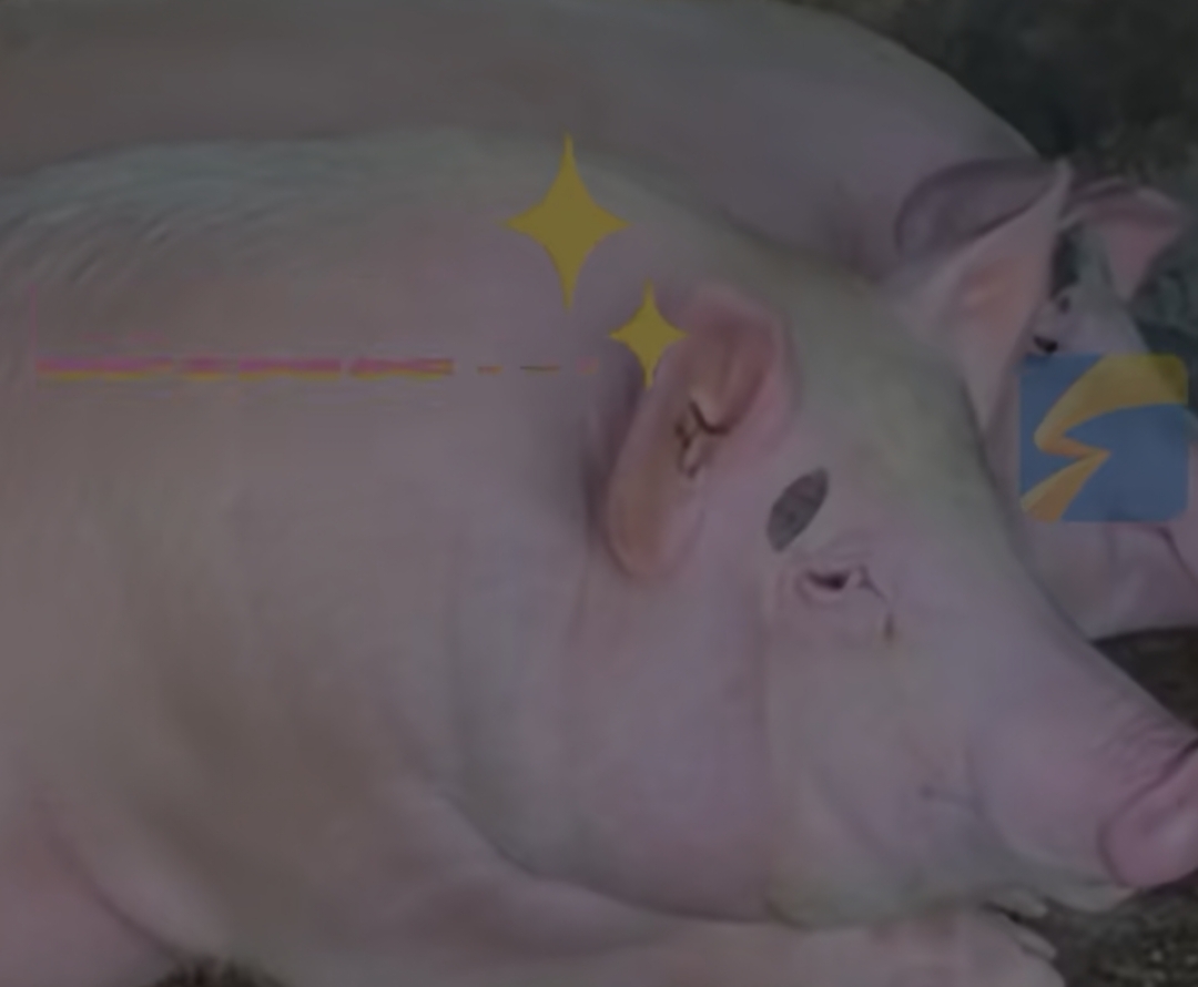 春日养生季#最近看到个特别逗的新闻:广东汕头一位