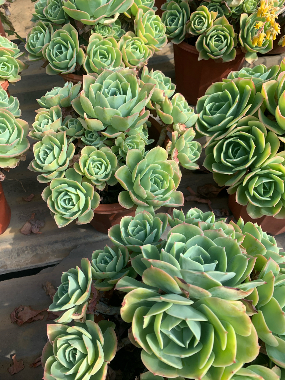多肉植物柠檬玫瑰老桩整桩无砍手捧花阳台庭院花卉园艺
