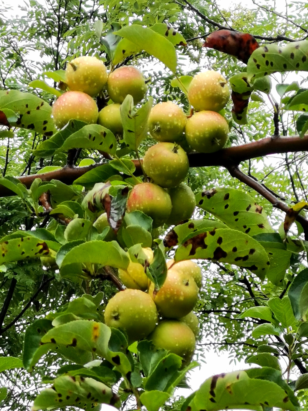 青苹果挂着新鲜的雨滴