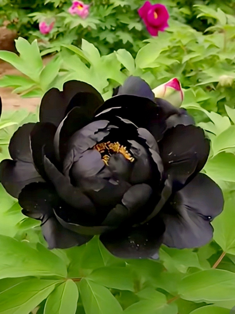 霸气的黑牡丹花