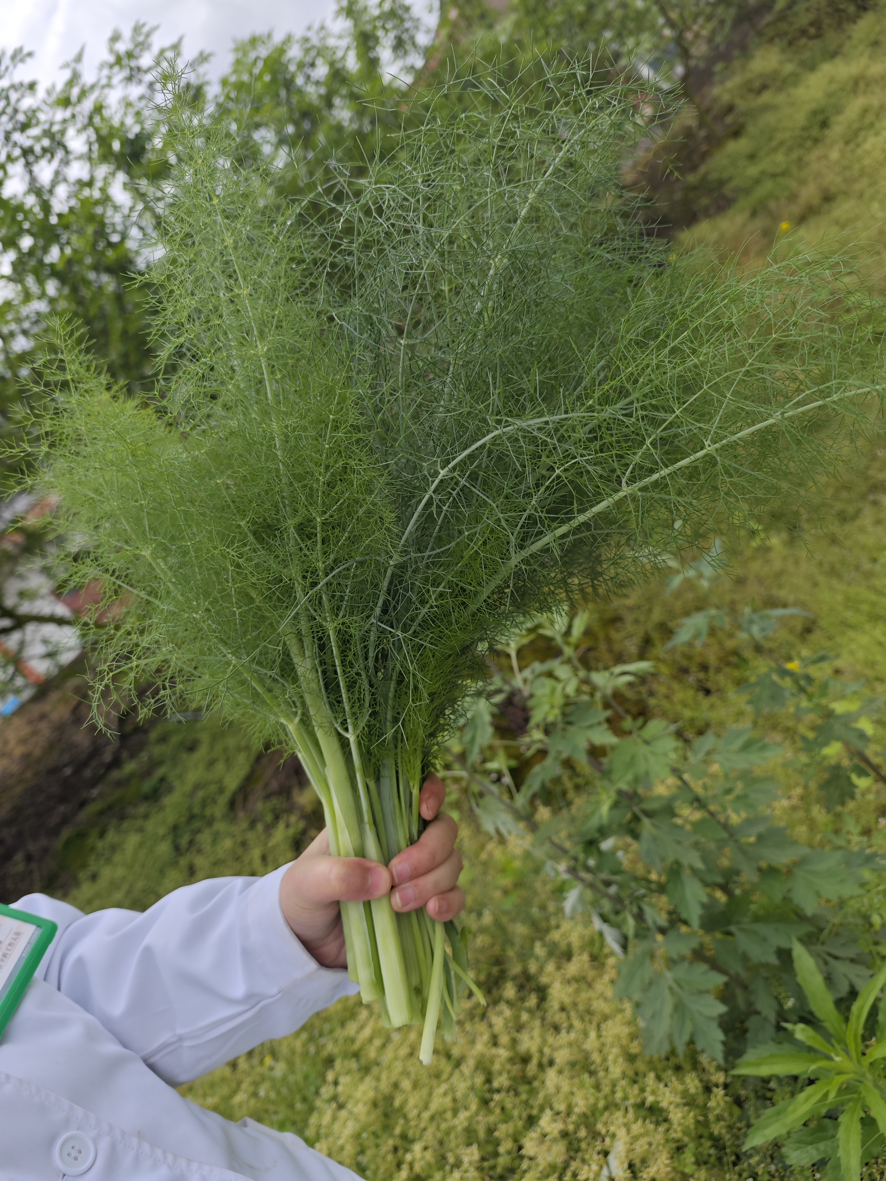 小茴香壁纸图片