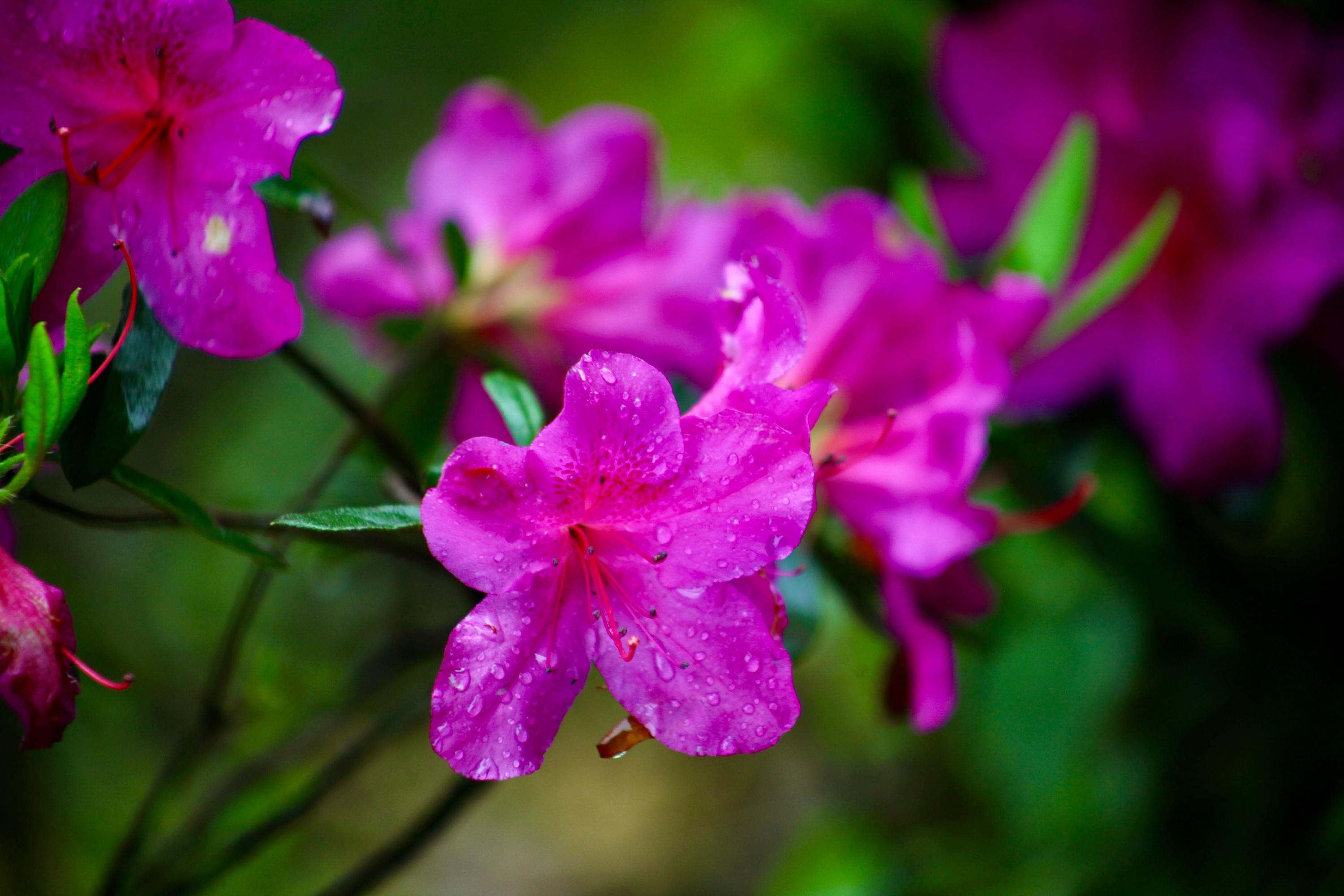 杜鹃花花瓣形状图片