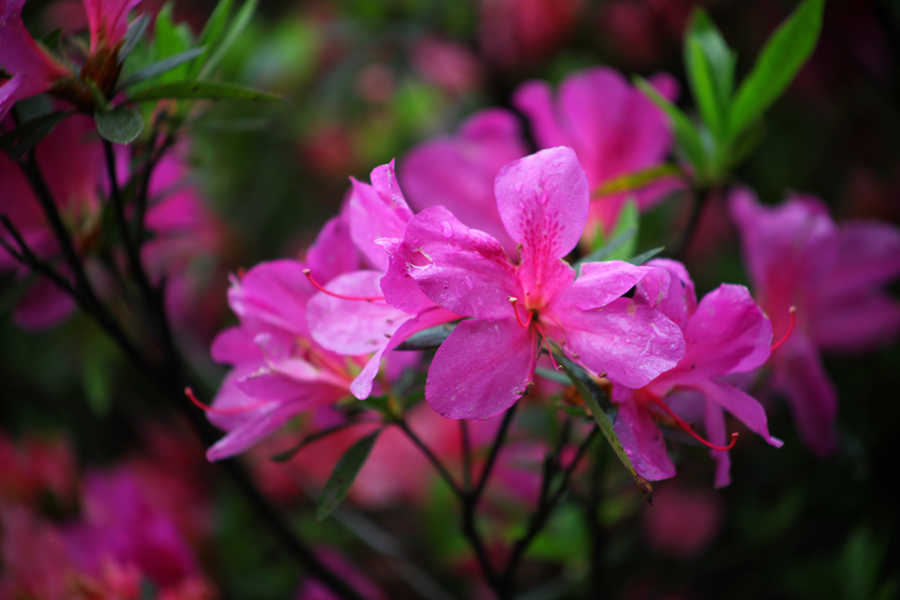 杜鹃花真实图片图片